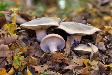 Klitocybe nebularis ya da Lepista nebularis, hem kozalaklı ormanlarda hem de Avrupa 'nın geniş yapraklı ormanlarında bulunan bol solungaçlı bir mantar türüdür..