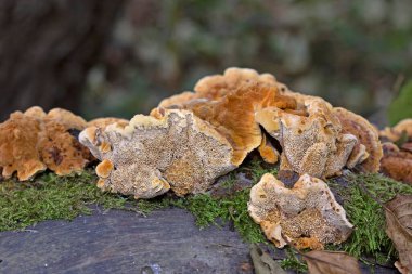 Trametes trogii, Polyporacea familyasına ait bir mantar türüdür. Meyve gövdeleri, yukarıdaki karakteristik, sarımsı, cesur ve düzensiz açısal gözenekleriyle kapsül gibidir.