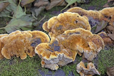 Trametes trogii, Polyporacea familyasına ait bir mantar türüdür. Meyve gövdeleri, yukarıdaki karakteristik, sarımsı, cesur ve düzensiz açısal gözenekleriyle kapsül gibidir.