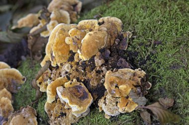 Trametes trogii, Polyporacea familyasına ait bir mantar türüdür. Meyve gövdeleri, yukarıdaki karakteristik, sarımsı, cesur ve düzensiz açısal gözenekleriyle kapsül gibidir.