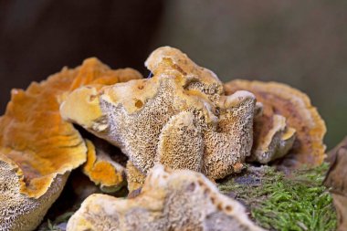 Trametes trogii, Polyporacea familyasına ait bir mantar türüdür. Meyve gövdeleri, yukarıdaki karakteristik, sarımsı, cesur ve düzensiz açısal gözenekleriyle kapsül gibidir.