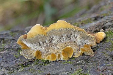 Trametes trogii, Polyporacea familyasına ait bir mantar türüdür. Meyve gövdeleri, yukarıdaki karakteristik, sarımsı, cesur ve düzensiz açısal gözenekleriyle kapsül gibidir.