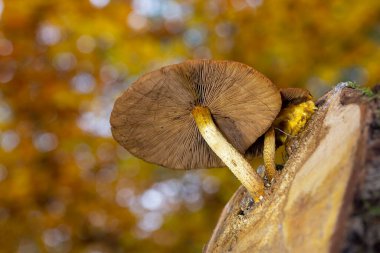 Golden Scalycap - Pholiota aurivella in a gorgeous autumn landscape. clipart