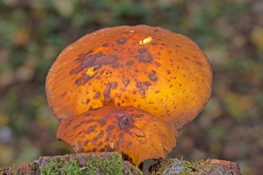 Golden Scalycap - Pholiota aurivella in a gorgeous autumn landscape. clipart