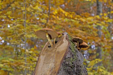 Golden Scalycap - Pholiota aurivella in a gorgeous autumn landscape. clipart