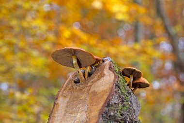 Altın Scalycap - Pholiota aurivella Muhteşem bir sonbahar manzarası.