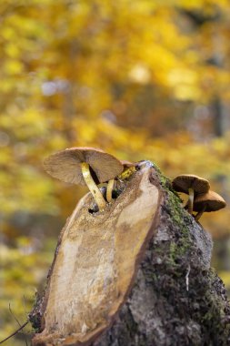 Golden Scalycap - Pholiota aurivella in a gorgeous autumn landscape. clipart