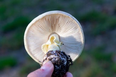 Amanita citrina (