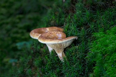 Paxillus (İngilizce: Paxillus involutus), kuzey yarımküre boyunca yaygın olarak dağıtılan bir bazidiomycete mantarıdır..