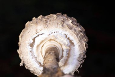 Doğal ortamdaki Şemsiye mantarına (Macrolepiota procera) yakın plan. Ekim orman mantarı Şemsiye mantarı Macrolepiota procera çok lezzetli bir mantar Romanya Avrupa.