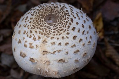 Doğal ortamdaki Şemsiye mantarına (Macrolepiota procera) yakın plan. Ekim orman mantarı Şemsiye mantarı Macrolepiota procera çok lezzetli bir mantar Romanya Avrupa.