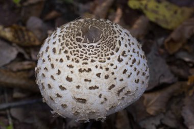 Doğal ortamdaki Şemsiye mantarına (Macrolepiota procera) yakın plan. Ekim orman mantarı Şemsiye mantarı Macrolepiota procera çok lezzetli bir mantar Romanya Avrupa.