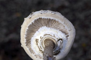 Close-up of Parasol mushroom (Macrolepiota procera) in natural habitat. October forest fungus Parasol mushroom Macrolepiota procera very tasty mushroom Romania Europe. clipart