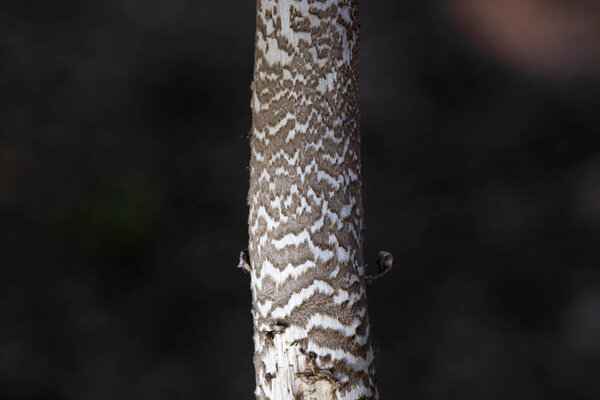 Close-up of Parasol mushroom (Macrolepiota procera) in natural habitat. October forest fungus Parasol mushroom Macrolepiota procera very tasty mushroom Romania Europe.