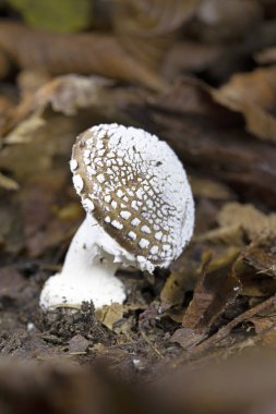 Amanita panterina, Avrupa ve Batı Asya 'da bulunan bir mantar türüdür (