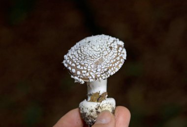 Amanita pantherina,also known as the panther cap,and the panther amanita due to its similarity to the true blusher(Amanita rubescens)is a species of fungus found in Europe and Western Asia clipart