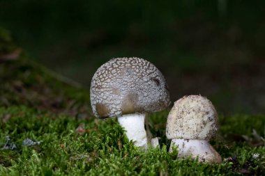 Amanita panterina, Avrupa ve Batı Asya 'da bulunan bir mantar türüdür (