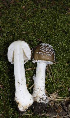 Amanita panterina, Avrupa ve Batı Asya 'da bulunan bir mantar türüdür (