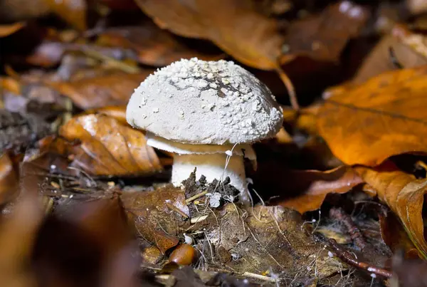 Amanita panterina, Avrupa ve Batı Asya 'da bulunan bir mantar türüdür (