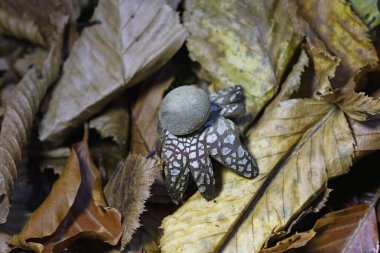 Astraeus hygrometricus, commonly known as the hygroscopic earthstar, the barometer earthstar, or the false earthstar, is a species of fungus in the family Diplocystaceae clipart