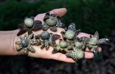 Astraeus hygrometricus, commonly known as the hygroscopic earthstar, the barometer earthstar, or the false earthstar, is a species of fungus in the family Diplocystaceae clipart