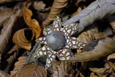 Astraeus hygrometricus, commonly known as the hygroscopic earthstar, the barometer earthstar, or the false earthstar, is a species of fungus in the family Diplocystaceae clipart