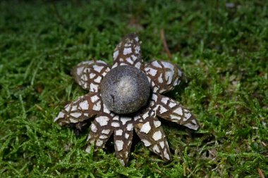 Astraeus hygrometricus, commonly known as the hygroscopic earthstar, the barometer earthstar, or the false earthstar, is a species of fungus in the family Diplocystaceae clipart