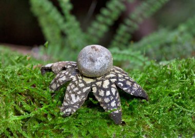 Astraeus hygrometricus, Diplocystaceae familyasından bir mantar türüdür (Diplocystaceae).