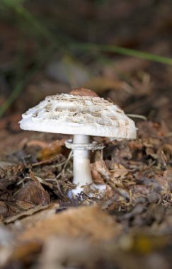 Shaggy Parasol in the autumn landscape.Chlorophyllum  rhacodes (Mcrolepiota or Lepiota rhacodes) is a fairly common mushroom from Europe. clipart