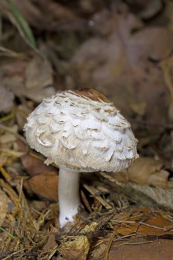 Shaggy Parasol in the autumn landscape.Chlorophyllum  rhacodes (Mcrolepiota or Lepiota rhacodes) is a fairly common mushroom from Europe. clipart