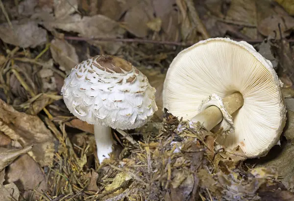 Klorofilyum rhacode (Mcrolepiota veya Lepiota rhacode), Avrupa 'da yaygın olarak rastlanan bir mantar türüdür..