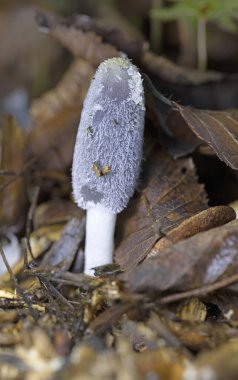 Coprinopsis lagopus (Coprinus lagopus) it is a delicate and short-lived fungus, the fruit bodies lasting only a few hours before dissolving into a black ink  a process called  clipart