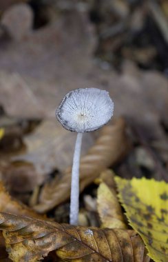 Coprinopsis lagopus (Coprinus lagopus) hassas ve kısa ömürlü bir mantardır, meyve gövdeleri siyah mürekkebe dönüşmeden önce sadece birkaç saat dayanır. 