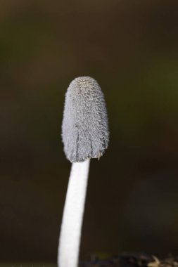 Coprinopsis lagopus (Coprinus lagopus) hassas ve kısa ömürlü bir mantardır, meyve gövdeleri siyah mürekkebe dönüşmeden önce sadece birkaç saat dayanır. 