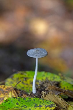 Coprinopsis lagopus (Coprinus lagopus) hassas ve kısa ömürlü bir mantardır, meyve gövdeleri siyah mürekkebe dönüşmeden önce sadece birkaç saat dayanır. 