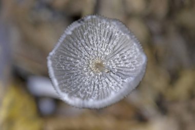 Coprinopsis lagopus (Coprinus lagopus) hassas ve kısa ömürlü bir mantardır, meyve gövdeleri siyah mürekkebe dönüşmeden önce sadece birkaç saat dayanır. 