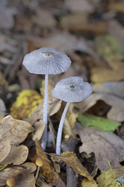 Coprinopsis lagopus (Coprinus lagopus) hassas ve kısa ömürlü bir mantardır, meyve gövdeleri siyah mürekkebe dönüşmeden önce sadece birkaç saat dayanır. 