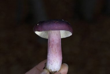 Russula queletii diğer bir deyişle bektaşi üzümü russula, çoğunlukla ladin ormanlarında yetişen yaygın, yenilemez bir Rus mantarıdır.. 
