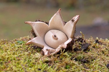 Geastrum fimbriatum, Geastrum cinsine ait yenmez bir mantar türüdür..