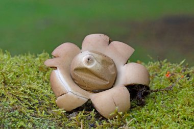 Geastrum fimbriatum commonly known as the fringed earthstar is an inedible species of mushroom belonging to the genus Geastrum, or earthstar fungi. clipart