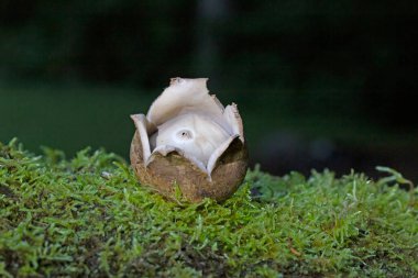 Geastrum fimbriatum, Geastrum cinsine ait yenmez bir mantar türüdür..