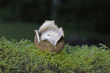 Geastrum fimbriatum commonly known as the fringed earthstar is an inedible species of mushroom belonging to the genus Geastrum, or earthstar fungi. clipart