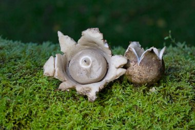 Geastrum fimbriatum, Geastrum cinsine ait yenmez bir mantar türüdür..