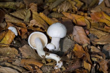 Hygrophorus eburneus, balmumu mantar familyasından yenebilir bir mantar türüdür..