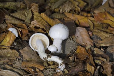 Hygrophorus eburneus, commonly known as the ivory waxy cap or the cowboy's handkerchief, is a species of edible mushroom in the waxgill family of fungi. clipart