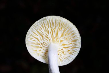 Hygrophorus eburneus, balmumu mantar familyasından yenebilir bir mantar türüdür..