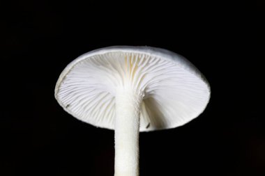 Hygrophorus eburneus, balmumu mantar familyasından yenebilir bir mantar türüdür..