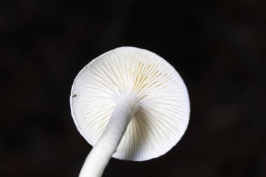 Hygrophorus eburneus, balmumu mantar familyasından yenebilir bir mantar türüdür..