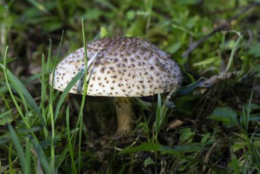 Echinoderma asperum (Lepiota aspera), genellikle çilli, kahverengi ve beyaz solungaçlı mantar türüdür. Ormanda, ya da parklardaki ağaç kabuklarında ve bahçelerde yaşar.