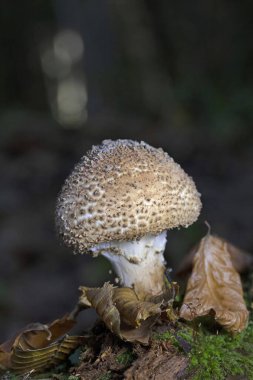 Echinoderma asperum (Lepiota aspera)sometimes known commonly as the freckled dapperling, is a large, brownish, white-gilled mushroom. It lives in woodland, or on bark chips in parks, and gardens